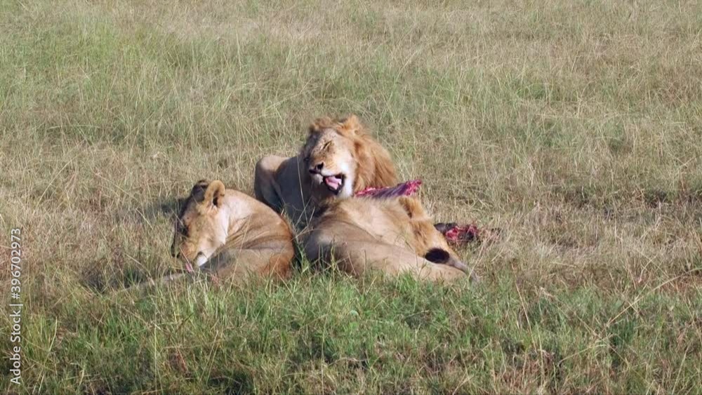 lion in the savannah enjoying the kill wide shot lion in the savannah enjoying the kill wide shot