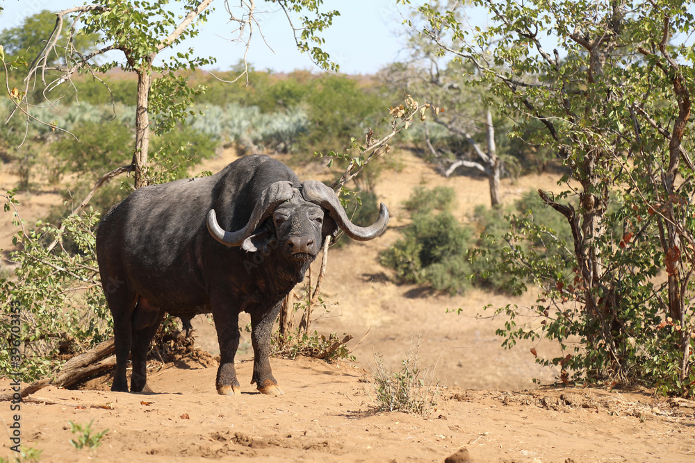 Obraz premium Kaffernbüffel / Buffalo / Syncerus caffer