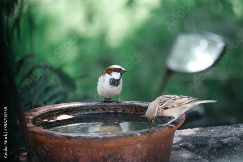 He and She. Sparrow and water