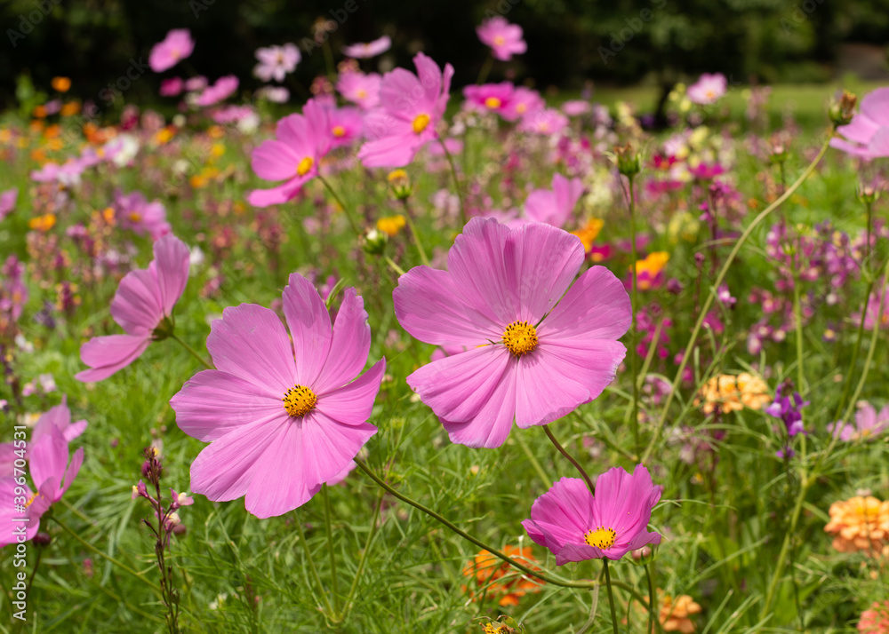 Field of pink Garden Cosmos, Cosmos bipinnatus
Field of pink Garden Cosmos, Cosmos bipinnatus