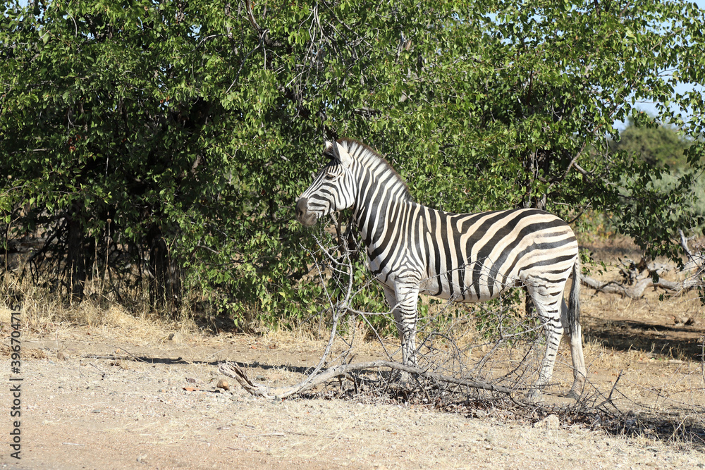 Obraz premium Steppenzebra / Burchell's zebra / Equus burchellii