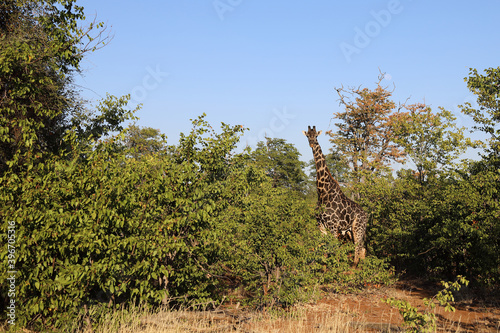 Giraffe   Giraffe   Giraffa Camelopardalis