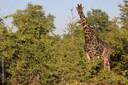 Photography Giraffe / Giraffe / Giraffa Camelopardalis