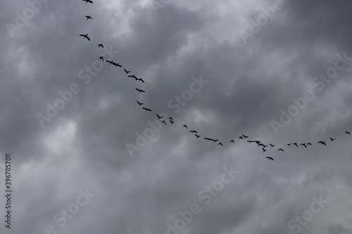 birds in the sky