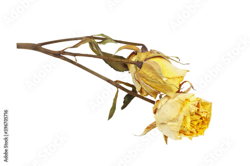 Dried yellow rose flowers isolated on a white background.