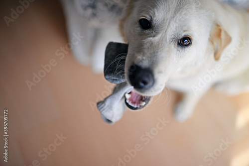 Cute mixed breed puppy playing with stolen sock at home
