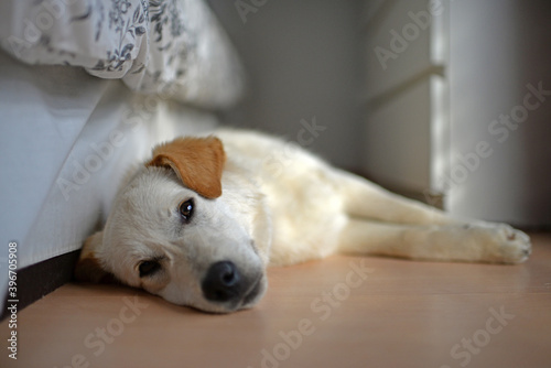 Cute mixed breed puppy at home