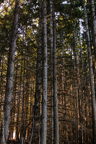 Fototapeta Naklejka Na Ścianę i Meble -  light in the woods