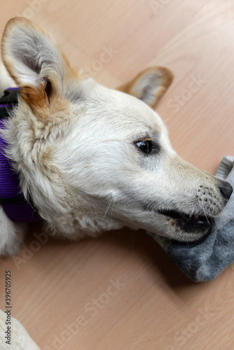 Cute mixed breed puppy playing with stolen sock at home