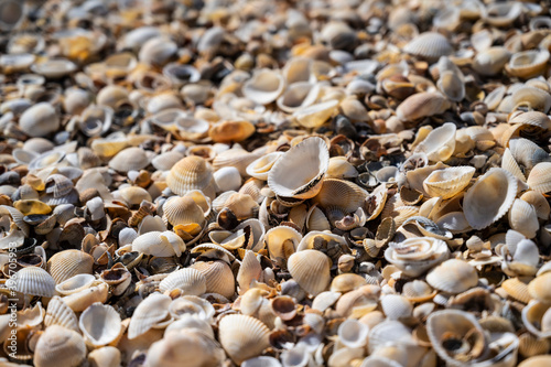 Background of seashells on the black sea coast of the Republic of Crimea, Russia. © butenkow