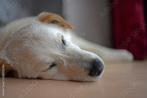 Cute mixed breed puppy at home