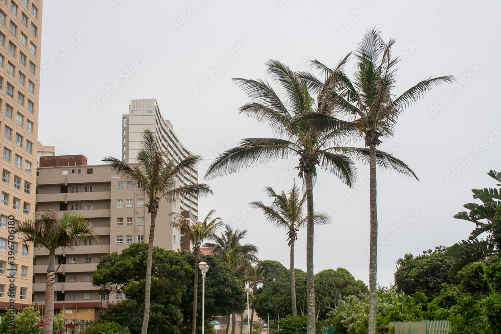 Palm Trees Growing Amongst Tall Residential Buildings