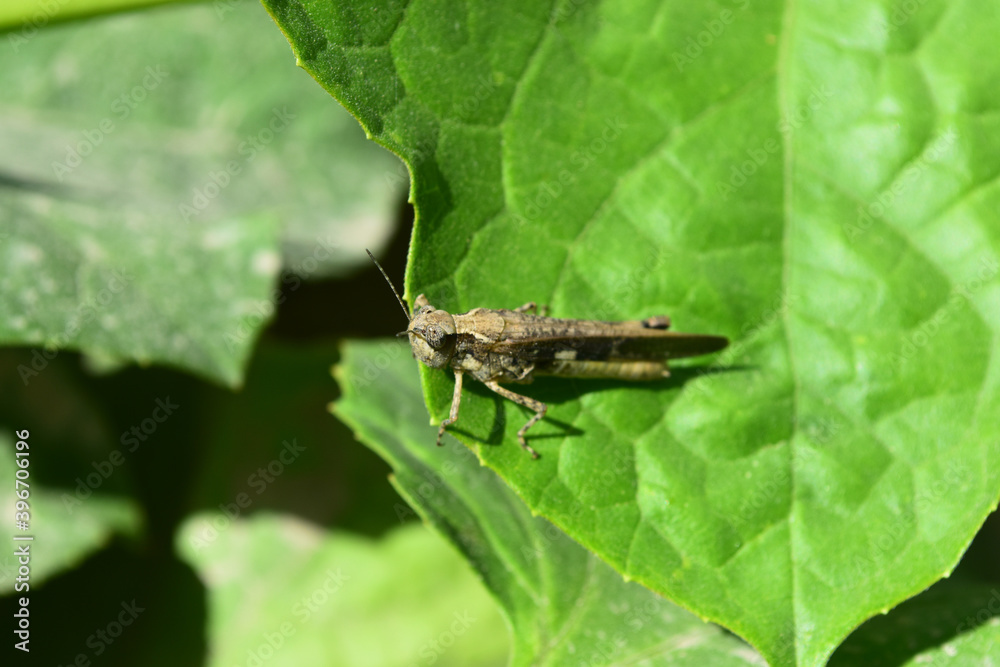 Locust grasshopper on green plant leaf, close up insect animal background wallpaper Locust grasshopper on green plant leaf, close up insect animal background wallpaper