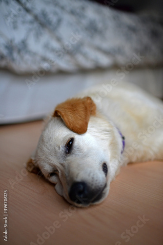 Cute mixed breed puppy at home