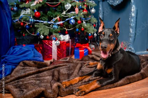 A Doberman puppy lies on a fur rug against the background of a Christmas tree, gifts and a decorative fireplace. Copy space. © Михаил Гута