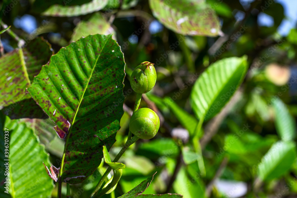 Blooming tree in sunny day with small fruit and carved leaf. Summer tree with buds and green leaf. Blooming garden abstraction. Fresh greenery background. Leafy tree closeup Blooming tree in sunny day with small fruit and carved leaf. Summer tree with buds and green leaf. Blooming garden abstraction. Fresh greenery background. Leafy tree closeup