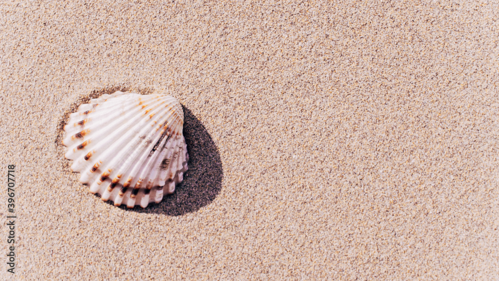 Shells pattern. Seashells, starfishes on sand ocean beach background. Exotic beach with copy space. Shells pattern. Seashells, starfishes on sand ocean beach background. Exotic beach with copy space.