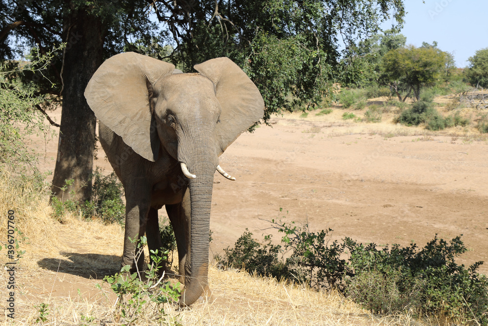 Afrikanischer Elefant / African elephant / Loxodonta africana Afrikanischer Elefant / African elephant / Loxodonta africana