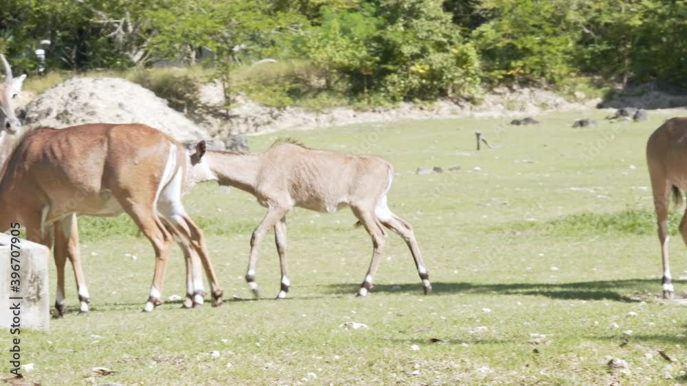 Nilgai family in the National Zoological Park of the Dominican Republic Nilgai family in the National Zoological Park of the Dominican Republic