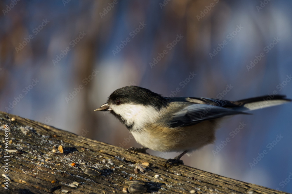 Fototapeta premium Black-capped Chickadee going for some Takeout