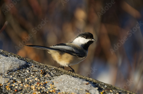 Black-capped Chickadee checking out Meal Options