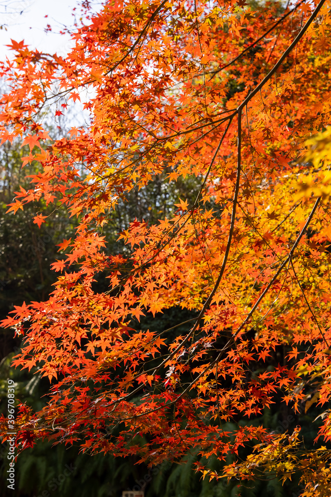 京都の紅葉 2020年11月 京都の紅葉 2020年11月