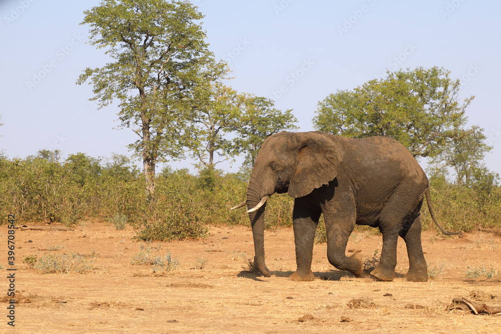 Afrikanischer Elefant / African elephant / Loxodonta africana Afrikanischer Elefant / African elephant / Loxodonta africana