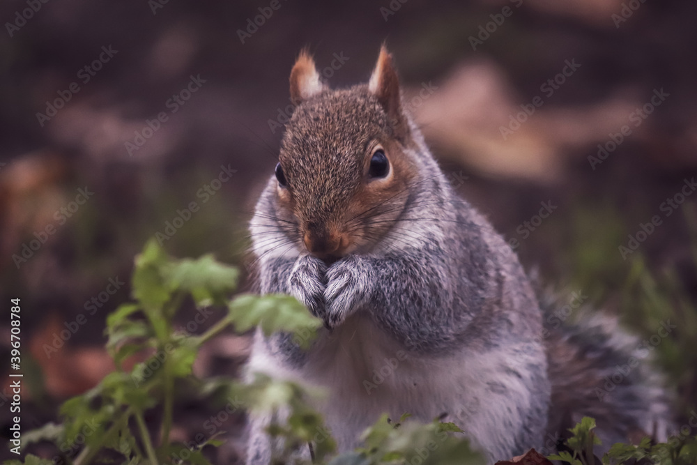 Squirrel Squirrel