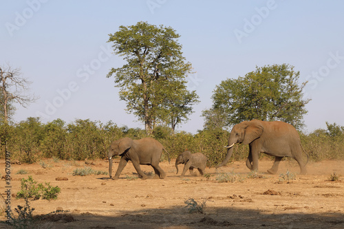 Afrikanischer Elefant   African elephant   Loxodonta africana.