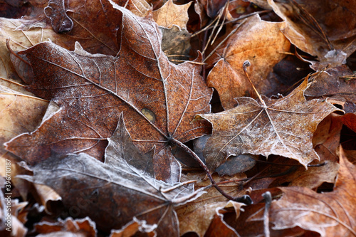End of autumn. Frosty morning. On the earth the layer of fallen maple leaves lies. On leaves there is a light hoarfrost.