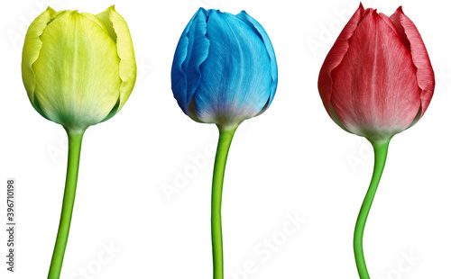 set tulips red, blue, yellow flowers isolated on a white background. Close-up. Flower buds on a green stem. For design. Nature.