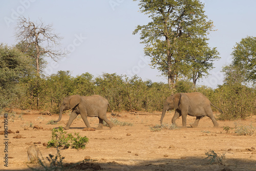 Afrikanischer Elefant   African elephant   Loxodonta africana.