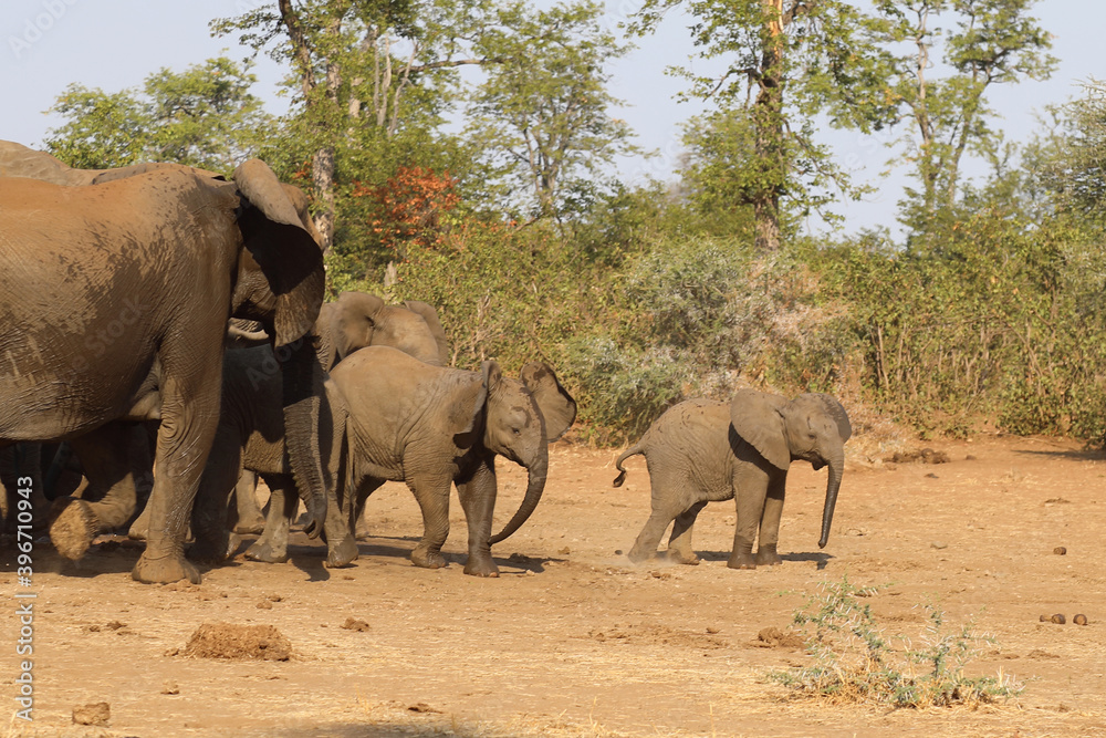 Afrikanischer Elefant / African elephant / Loxodonta africana. Afrikanischer Elefant / African elephant / Loxodonta africana.