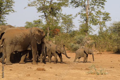 Afrikanischer Elefant   African elephant   Loxodonta africana.