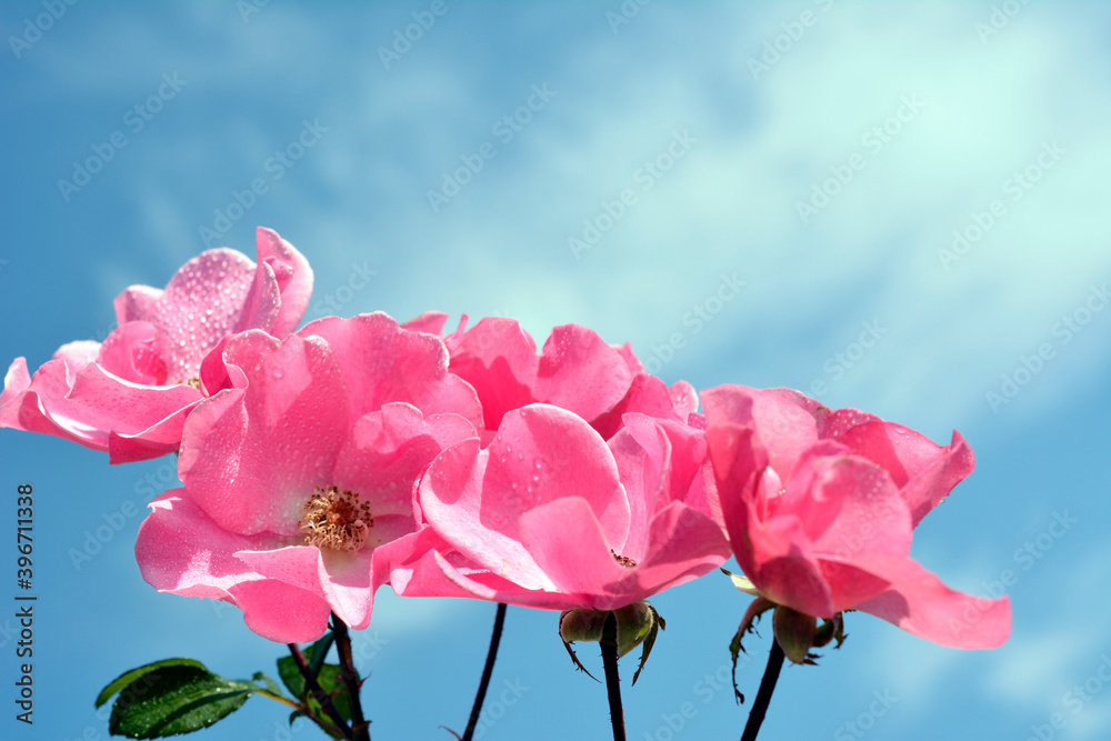 可憐な一重咲きの薔薇の花 青空 花イメージ素材 Stock 사진 Adobe Stock