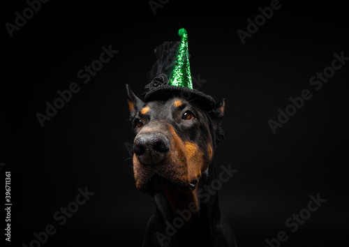 Portrait of a Doberman dog in a headdress. Carnival or Halloween.