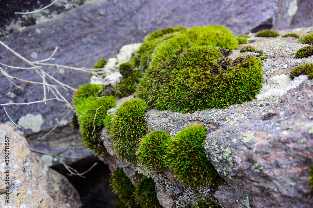 green moss grows on stone