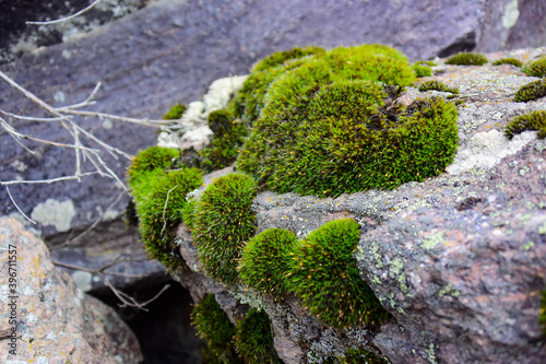 green moss grows on stone