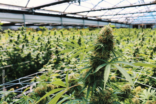 Greenhouse photos of marijuana.