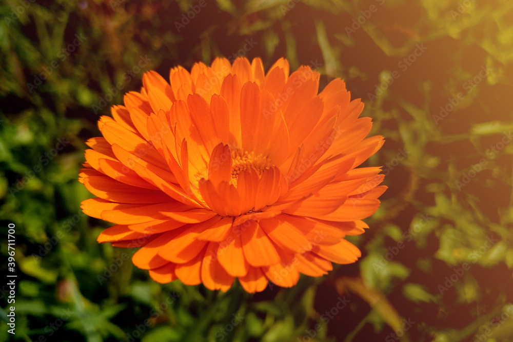 Close up of orange flower of calendula. Close up of orange flower of calendula.