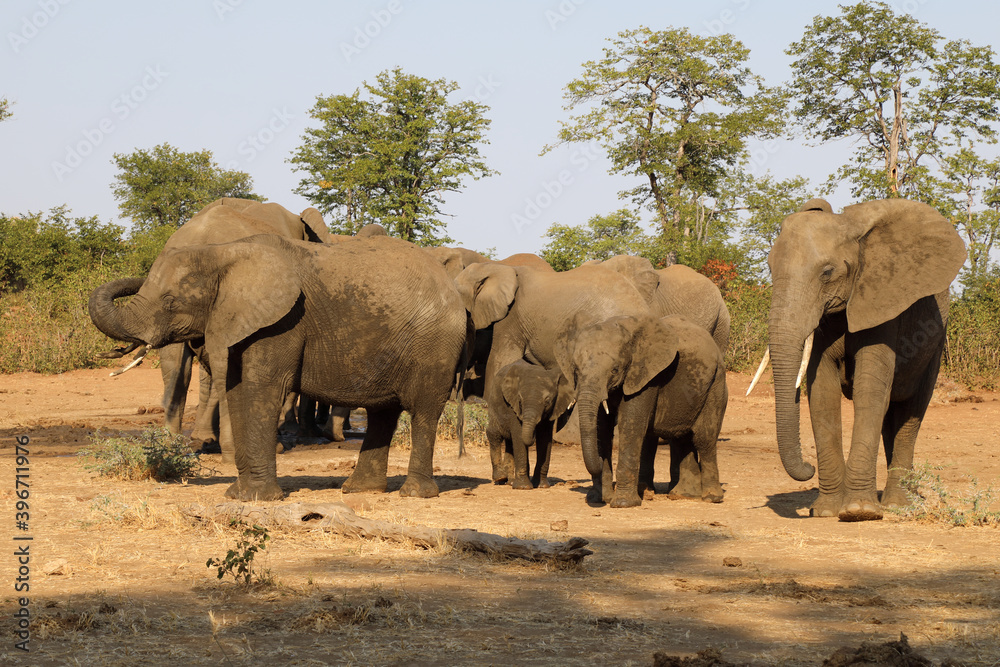 Afrikanischer Elefant / African elephant / Loxodonta africana. Afrikanischer Elefant / African elephant / Loxodonta africana.