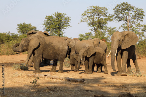 Afrikanischer Elefant   African elephant   Loxodonta africana.