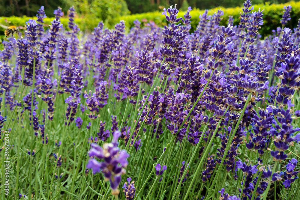 Naklejka premium Bright lavender flowers close up. Fragrant smell from a field with flowers.