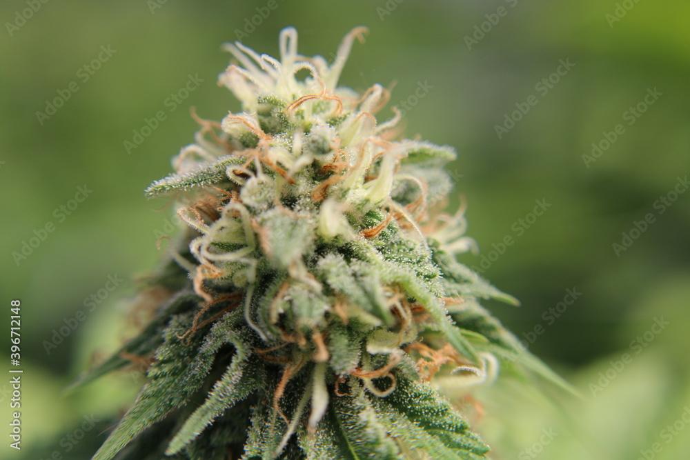 Unedited macro photos of marijuana. Unedited macro photos of marijuana.