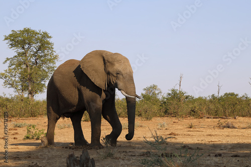 Afrikanischer Elefant   African elephant   Loxodonta africana