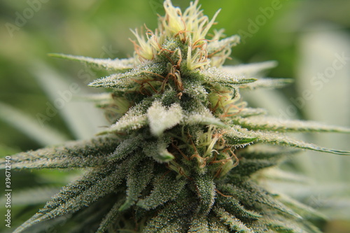 Unedited macro photos of marijuana.