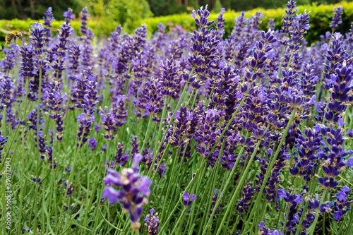 Fototapeta Naklejka Na Ścianę i Meble -  Bright lavender flowers close up. Fragrant smell from a field with flowers.