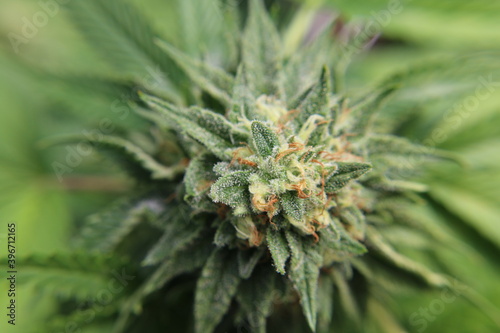 Unedited macro photos of marijuana.