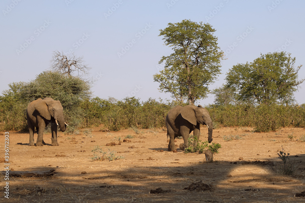 Obraz premium Afrikanischer Elefant / African elephant / Loxodonta africana.