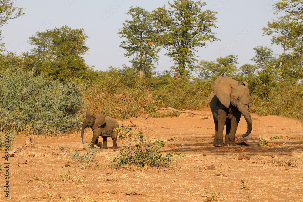 Afrikanischer Elefant / African elephant / Loxodonta africana. Afrikanischer Elefant / African elephant / Loxodonta africana.